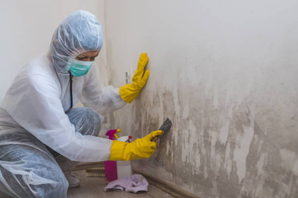 Mold Documentation for Insurance Claims in Columbia, KY